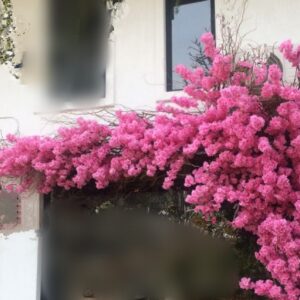 τεχνητό δέντρο πλουμέριας γωνία 2.30 χ 1 μ. κρεμαστό