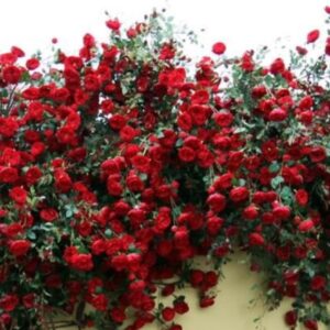 τεχνητή αναρριχόμενη τριανταφυλλιά για τοιχο 1.60 χ 0.70μ.