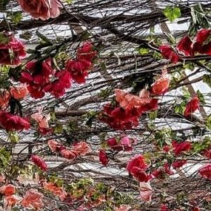 τεχνητά άνθη παπαρουνας για περγκολα