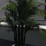 τεχνητό δέντρο φοίνικα -Αρέκα 4μ.  σε κεραμική γλάστρα.