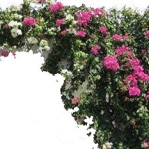 τεχνητή βοκαμβίλια με γαρδένιες