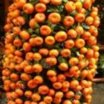 γλάστρα με τεχνητά πορτοκάλια