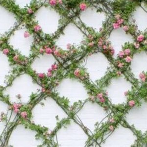 Διακοσμητική πέργκολα  με τεχνητή τριανταφυλλιά  σε φυσικά κλαδιά  1.50 χ 1.50μ..