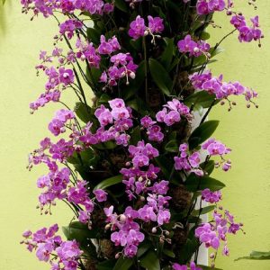 τεχνητό φυτό ορχιδέας