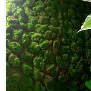 τεχνητή επίτοιχη βρύα