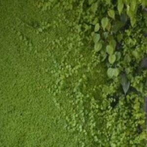 τεχνητή επίτοιχη βρύα