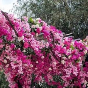Τεχνητή βοκαμβίλια μωβ- ροζ με τριανταφυλάκια για διακόσμηση τοίχου 2μ. χ0.50μ.