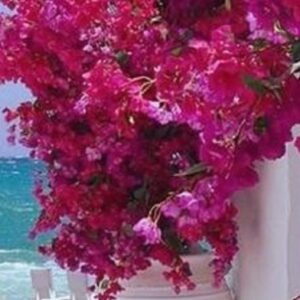 Τεχνητή βοκαμβίλια σε πιθάρι 2.50μ.