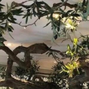 Τεχνητή ελιά σε φυσικά κλαδια κρεμαστά για διακόσμηση οροφής 2.60m²