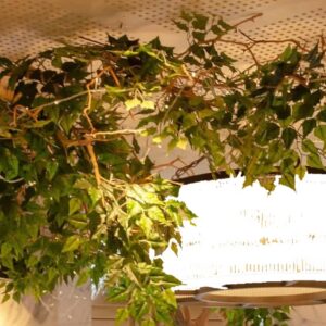 Τεχνητά κλαδια διακοσμητικά Μπέντζαμιν για οροφή 2μ. χ 1μ.