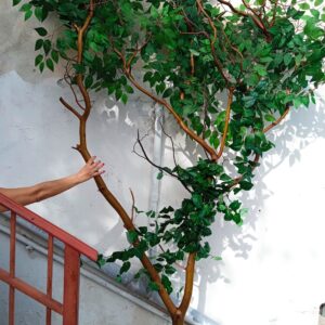 Τεχνητό δέντρο Μπένταμιν φυλλωσιάς 2.70μ χ 1.70μ.