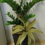 Tεχνητό φυτό Ζάμιας με παχύφυτο 1.10μ.