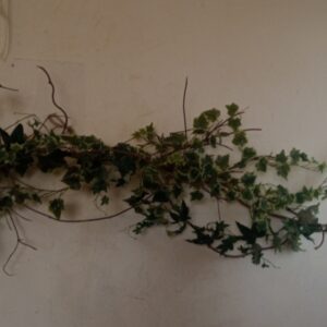 Γιρλάντα τεχνητός κισσός για πέργολα οροφής 1.30μ.