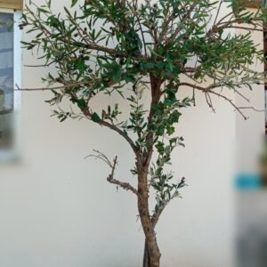 Τεχνητή ελια Υ 2.50μ.
