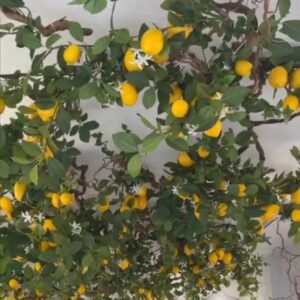 Τεχνητή λεμονιά κρεμαστή για οροφη 2μ. χ 1μ.