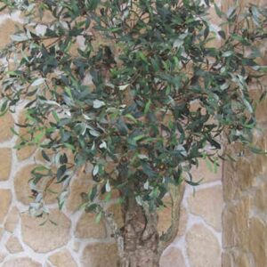 Τεχνητή ελια   2.30μ. σε φυσικό κορμό