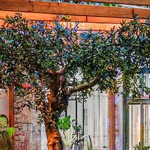 Τεχνητή ελια με φυσικό κορμο κορωνα οροφης 3.50μ.