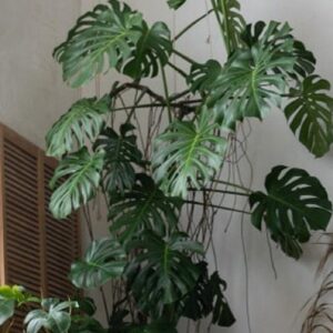 Τεχνητό δέντρο φυλλόδεντρο 2μ