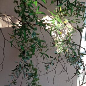 Γιρλάντα τεχνητή ελια 1.μ. μήκος x Y 1.μ.