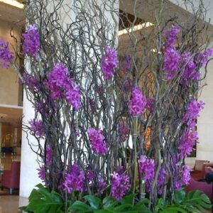 Σύνθεση επιτραπέζια με τεχνητή Πασχαλιά και Κορίλους κλαδια (0,80μ.διαμ.)