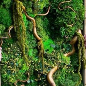 Καθετος κήπος με Διατηρημένα Βρύα Reindeer Moss 2m. x1m.