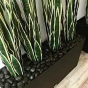 Tεχνητά φυτά Σανσιβέριας σε ΠΗΛΙΝΟ παρτέρι Υ1,70μ. Χ 0,77μ.