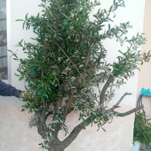 Τεχνητή ελια δεντρο 2,20μ. ΣΕ ΦΥΣΙΚΟ ΚΟΡΜΟ