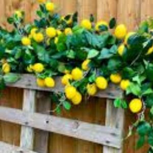 ΤΕΧΝΗΤΗ ΛΕΜΟΝΙΑ ΓΙΡΛΑΝΤΑ 1.70Μ.