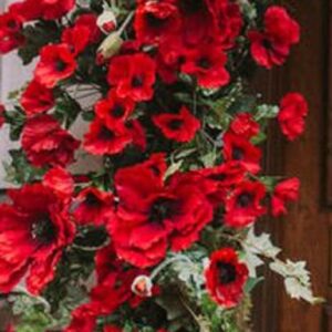 Γιρλάντα με κισσό και παπαρουνες 2,50μ. χ0,35μ.