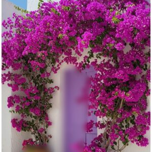 καμαρα με τεχνητη βοκαμβιλια 3 μ,.