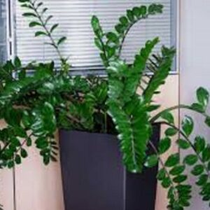 Τεχνητή ζάμια σε πλαστική γλαστρα Υ 1,60μ.
