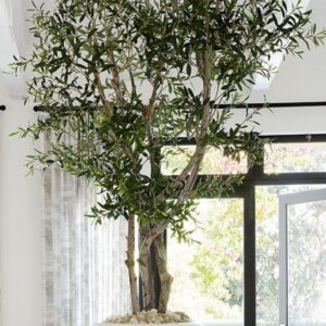 Τεχνητή ελιά σε πηλινο κασπώ λευκό γιαλυστερό Υ2μ.