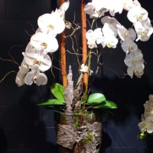 Τεχνητή ορχιδεα συνθεση σε γυαλί με φλοιο Υ0,60Μ.