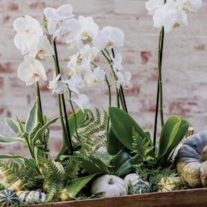 Επιτραπέζια σύνθεση με τεχνητή ορχιδέα και κολοκύθες διακοσμητικές