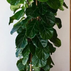 Τεχνητός φικος 1,70μ.