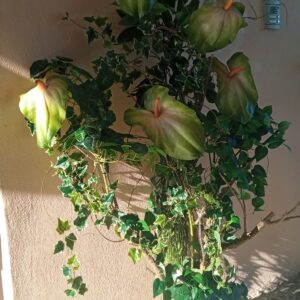 Τεχνητή ανθουρια ΓΙΓΑΣ συνθεση με φυτά Υ1,70μ.