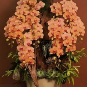 ΤΕΧΝΗΤΉ ΟΡΧΙΔΕΑ ΡΟΔΑΚΙΝΗ ΖΟΥΓΚΛΑ 0,90Μ.