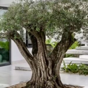 Τεχνητή ελια παλαιωμενος φυσικος κορμος Υ3μ.