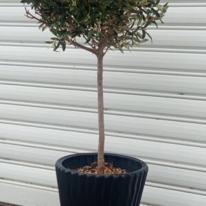 Τεχνητή ελια ΣΕ ΚΕΡΑΜΙΚΟ ΚΑΣΠΩ 1,60Μ.