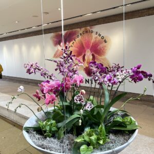 Τεχνητά φυτα απο ορχιδέες σε πηλινο κασπώ Υ 0,60μ. Χ 0,60μ.