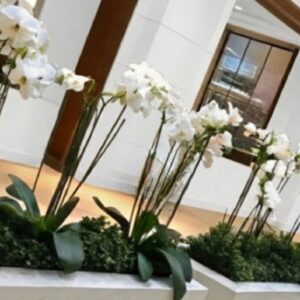 ΟΡΧΙΔΕΕΣ ΣΕ ΠΑΡΤΕΡΙ